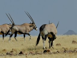 Namibia2006-050