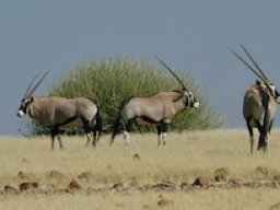 Namibia2006-052