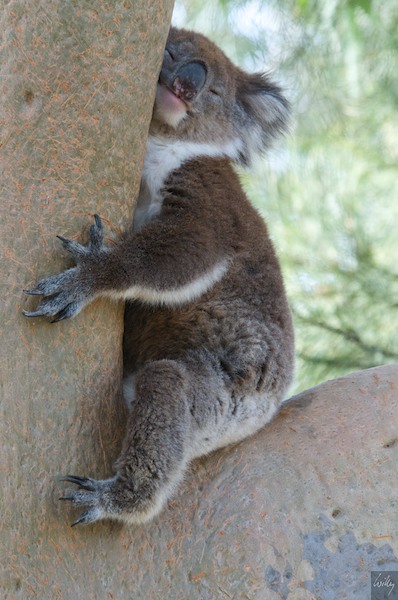 AustraliaPerth 10  076