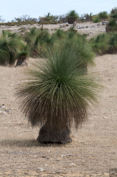 AustraliaPerth 10  077