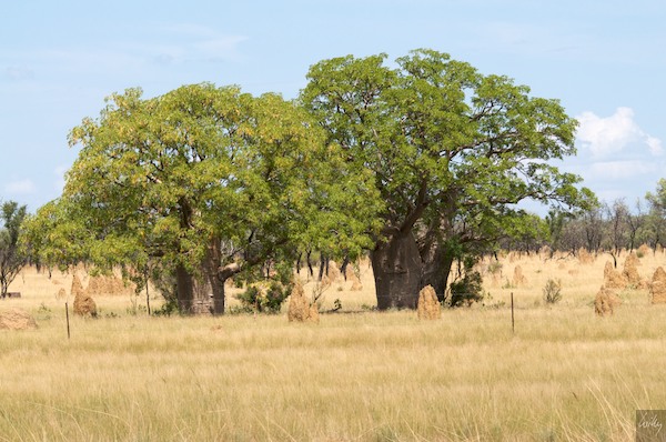 AustraliaPerth 10  156