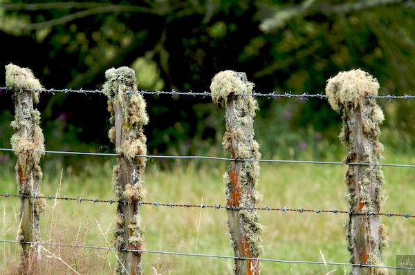 New Zealand 09 10  133