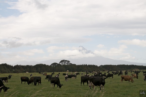 New Zealand 09 10  135