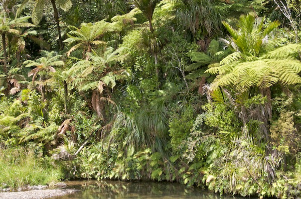 NewZealand 09 10  015