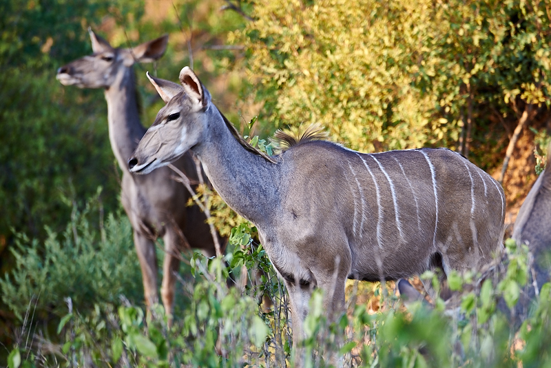 GathemannWindhoek15 9