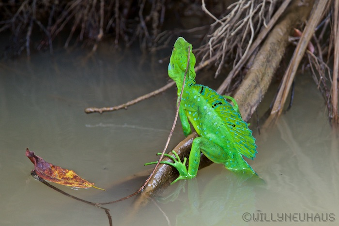 JesusChristLizardCostaRica