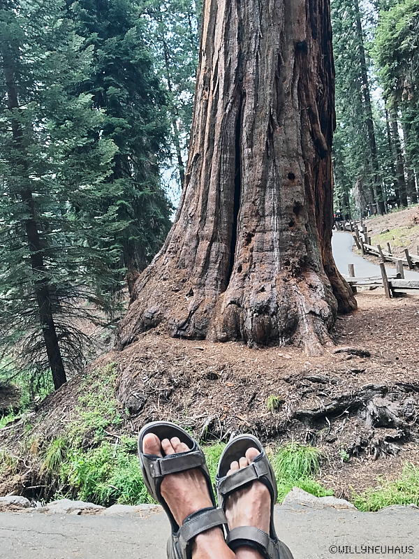 Squoia NP California