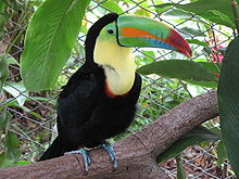 Toucan