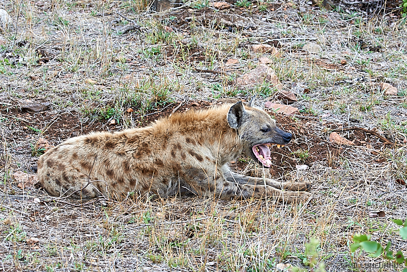 Hyäne01