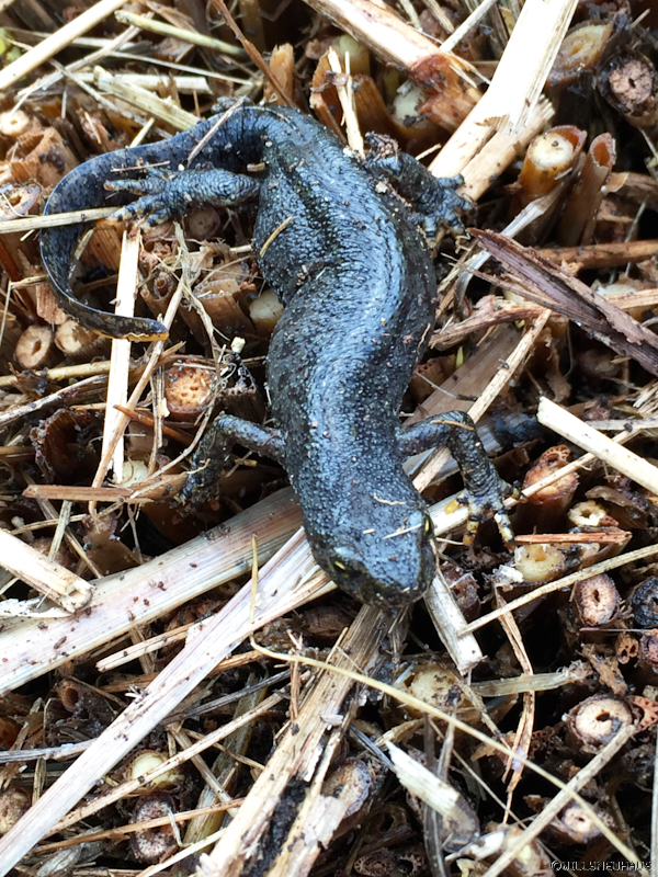 Salamander1 190416
