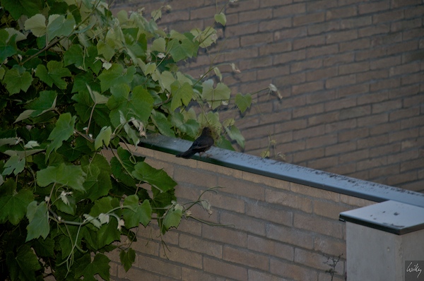 amsel_nestbau