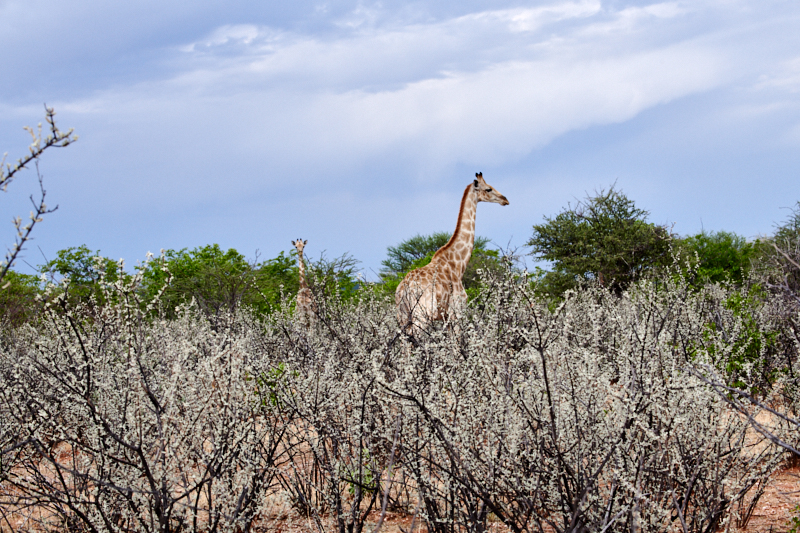 Namibia18 149