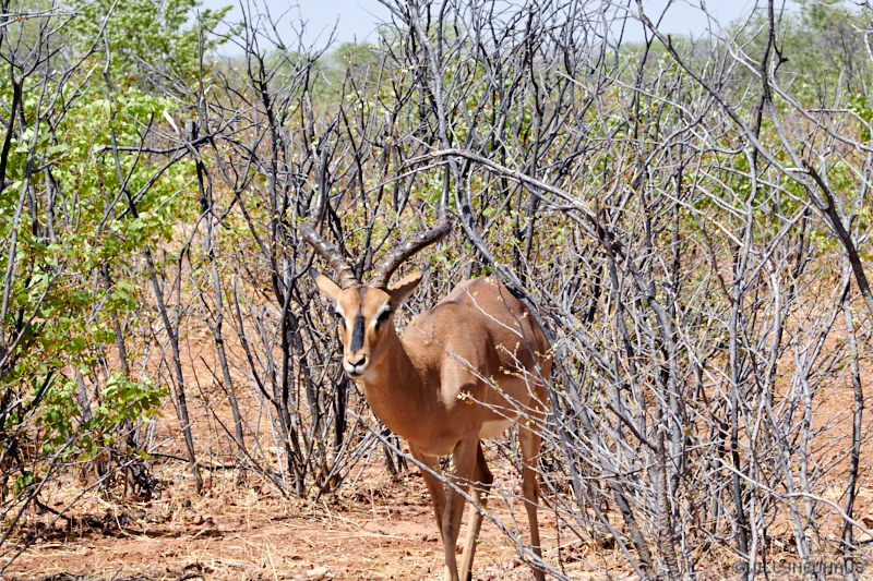 Namibia18 172