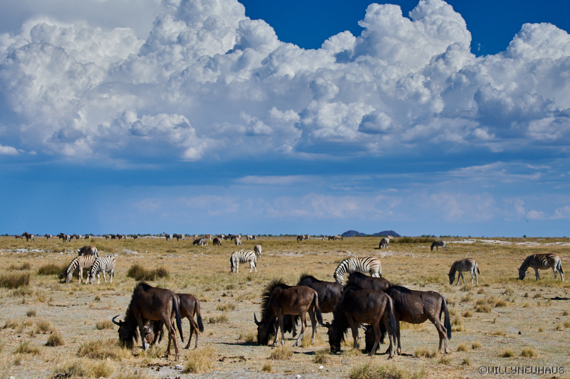 Namibia18 237