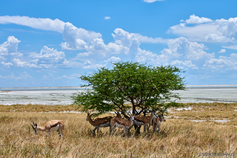 Namibia18 262
