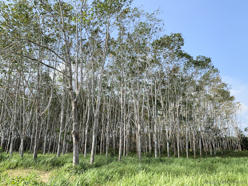 Thailand19allein 085