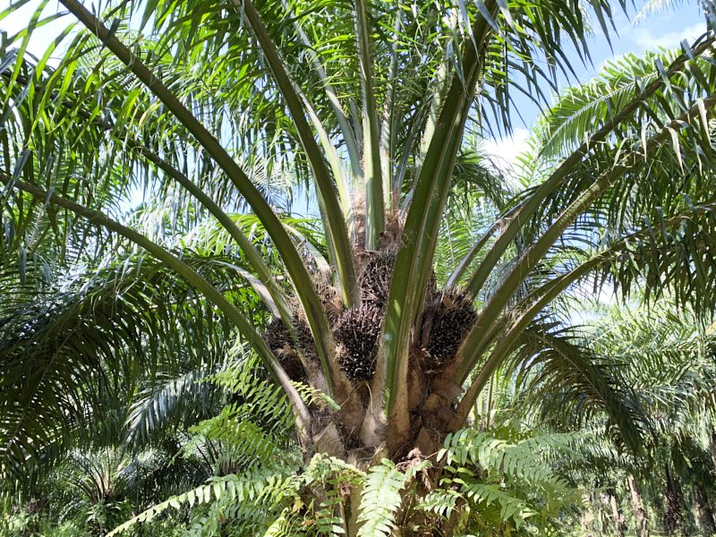 Thailand19allein 087