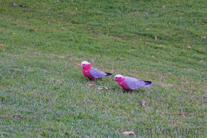 Australia east 14 119