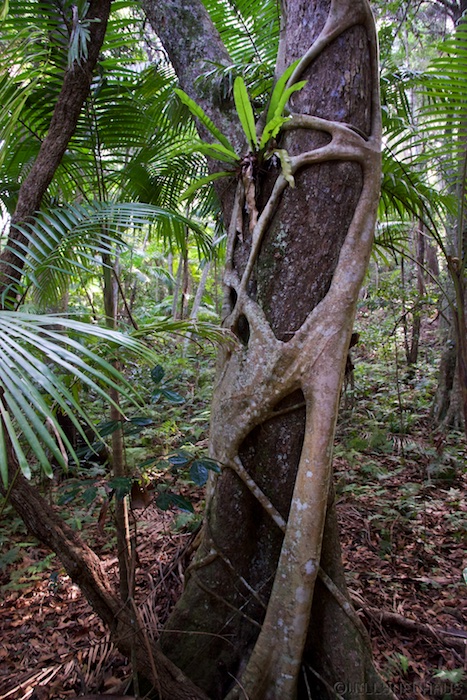 Australia east 14 139