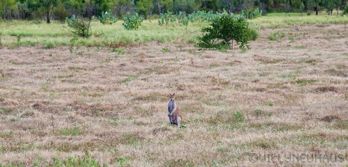 Australia east 14 14