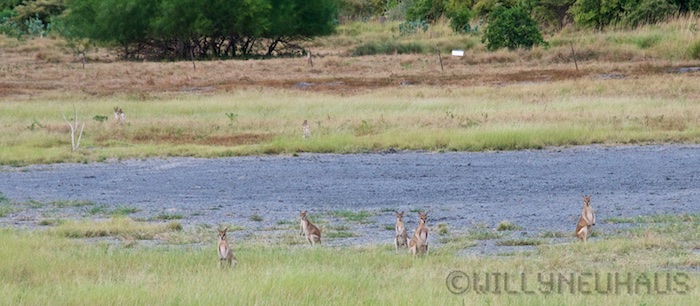 Australia east 14 15