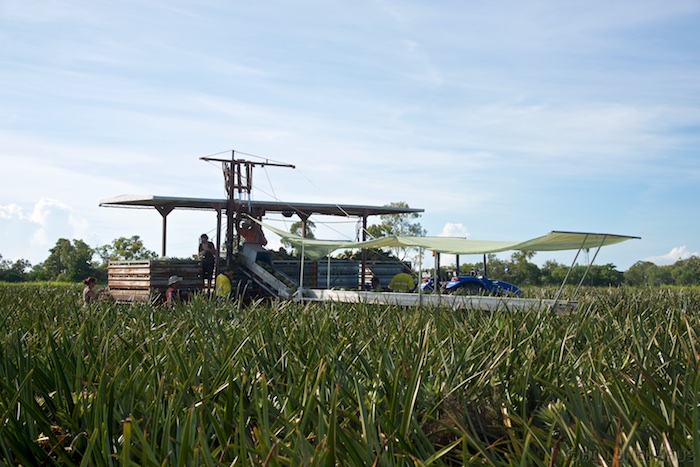 Australia east 14 50