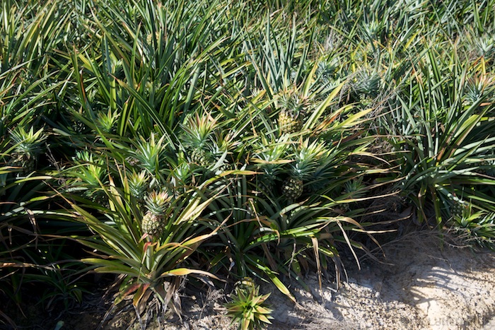 Australia east 14 51