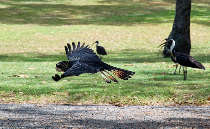 Australia east 14 70