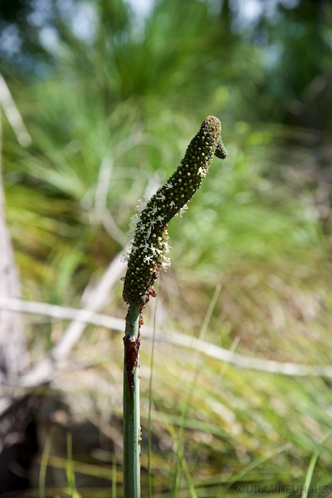 Australia east 14 74