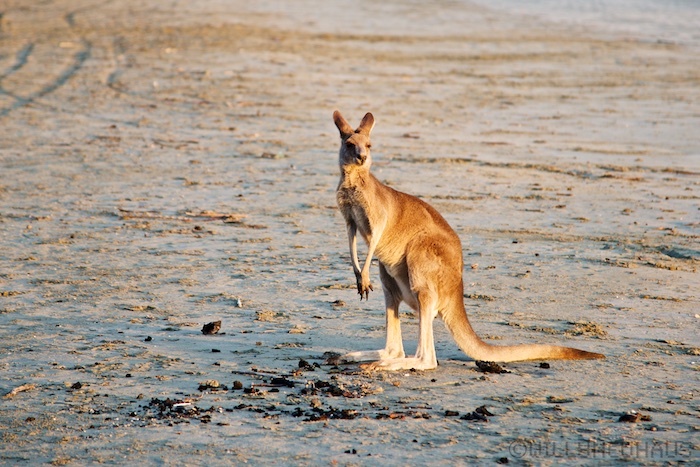 Australia east 14 81