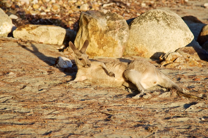 Australia east 14 83