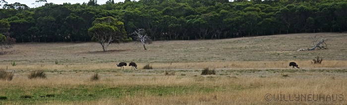 Australia south 14 104