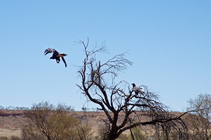 Australia south 14 121