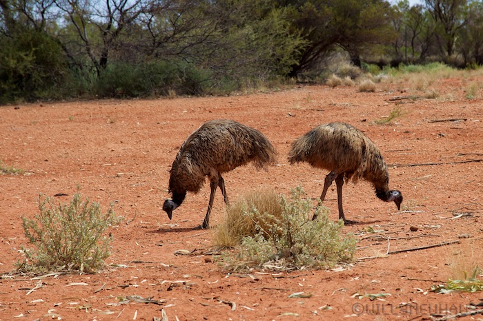 Australia south 14 138