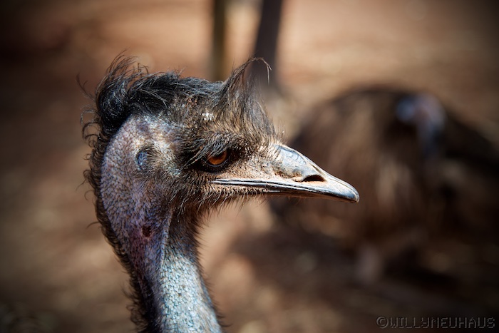 Australia south 14 139