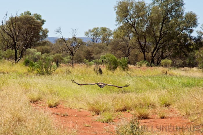 Australia south 14 142