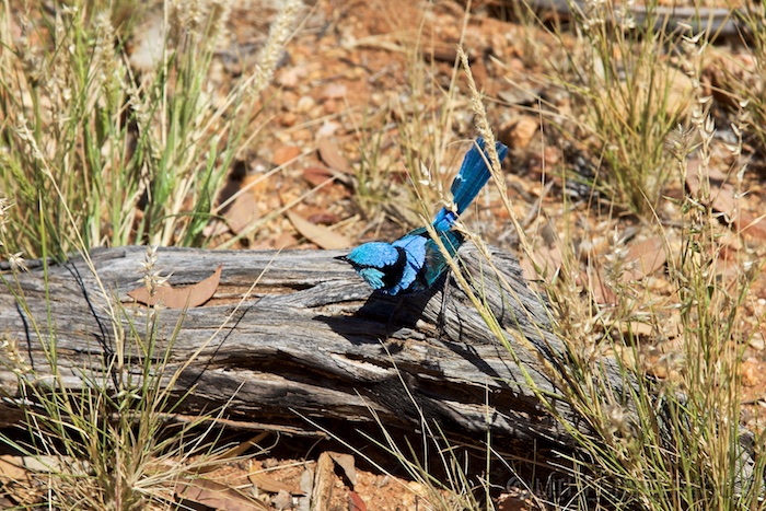 Australia south 14 153