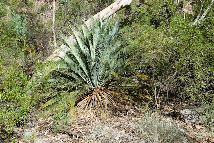 Australia south 14 161