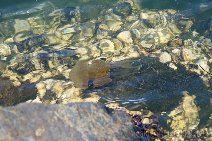 Australia south 14 55