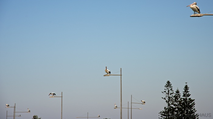 Australia south 14 56