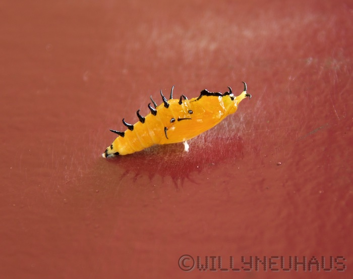 Australia south 14 61