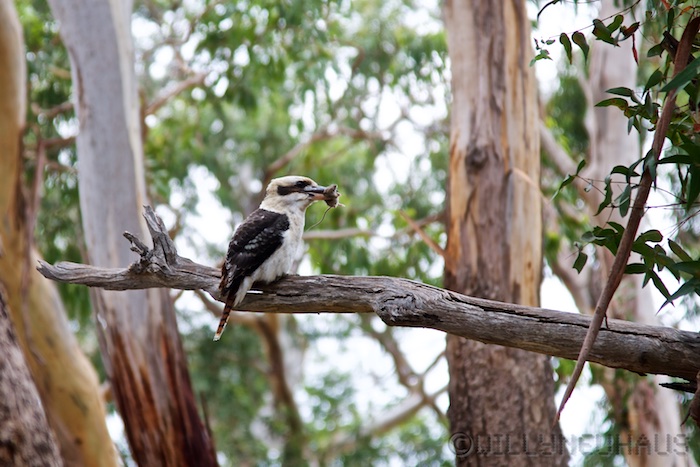 Australia south 14 80