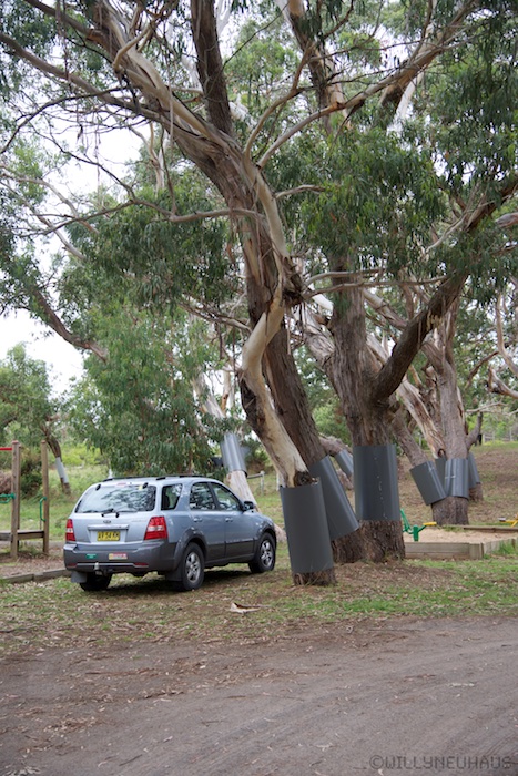 Australia south 14 81