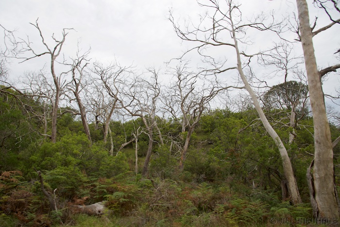 Australia south 14 82