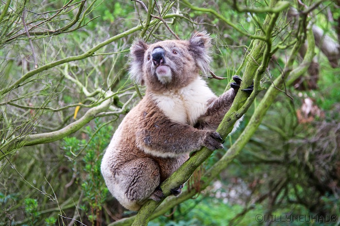 Australia south 14 88