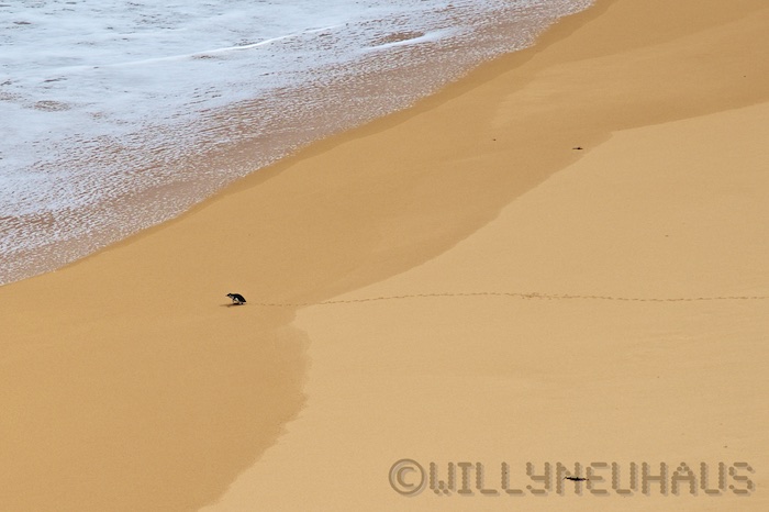 Australia south 14 93