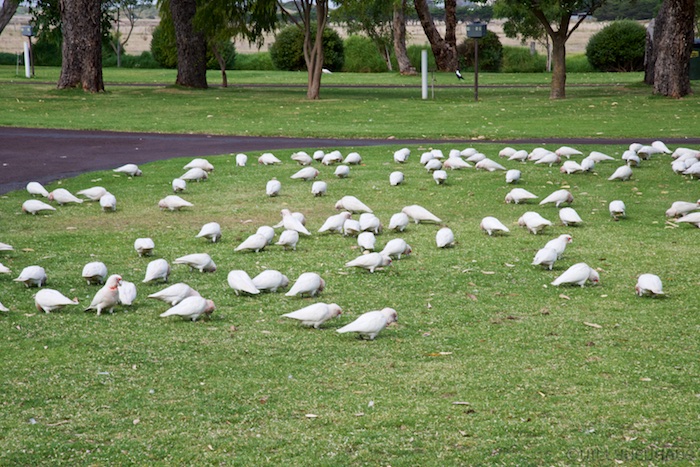 Australia south 14 95