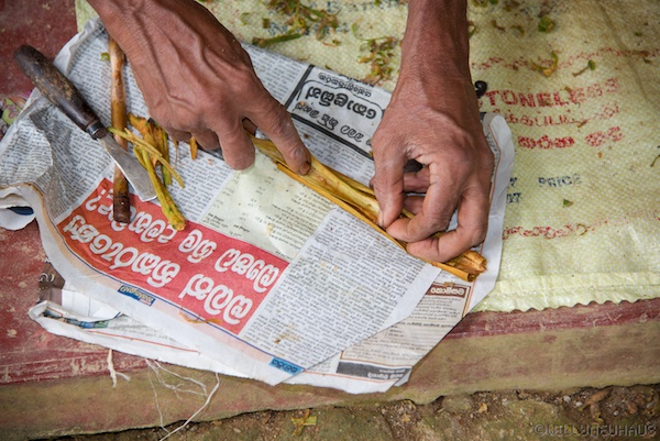 CinnamonSriLanka 004