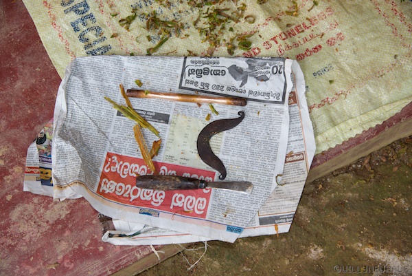 CinnamonSriLanka 005