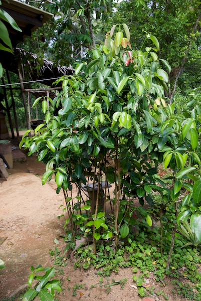 CinnamonSriLanka 008